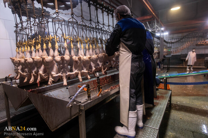 از ذبح اسلامی تا سفره مردم؛ زنجیره‌ای برای امنیت غذایی