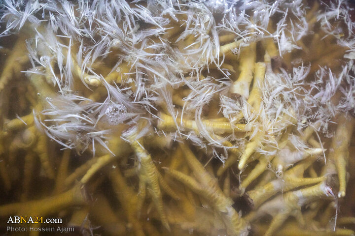 از ذبح اسلامی تا سفره مردم؛ زنجیره‌ای برای امنیت غذایی