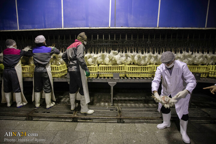 از ذبح اسلامی تا سفره مردم؛ زنجیره‌ای برای امنیت غذایی