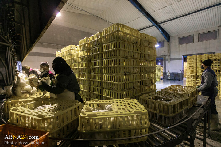 از ذبح اسلامی تا سفره مردم؛ زنجیره‌ای برای امنیت غذایی