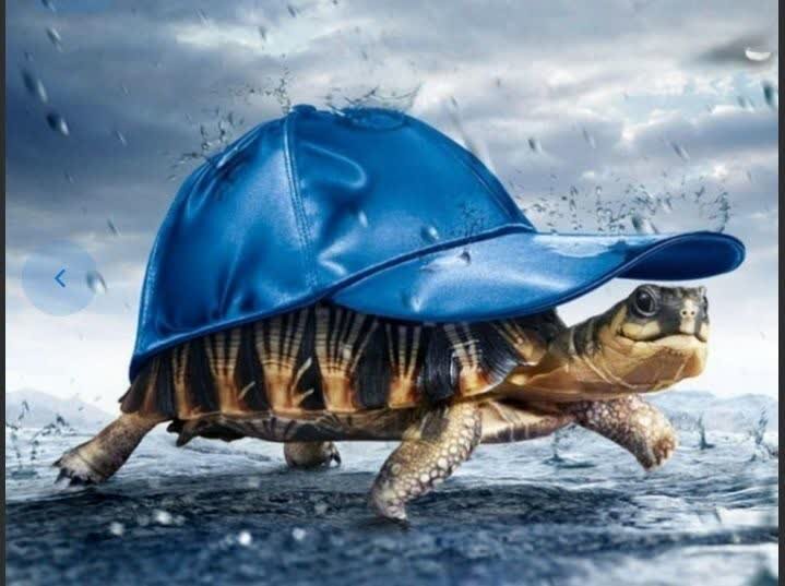 شاهراه احتیاط: راز موفقیت و آرامش در کلام امیرالمومنین علی (ع)