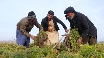 ایران آماده خرید محصولات کشاورزی و دام‌پروری افغانستان است