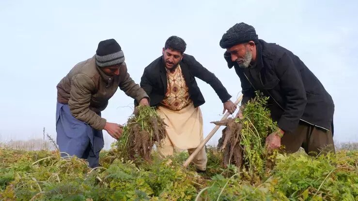 ایران آماده خرید محصولات کشاورزی و دام‌پروری افغانستان است