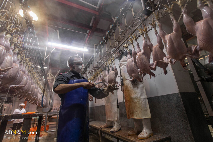 ဟလာလ်စံနှုန်း အတိုင်း သတ်ခြင်း မှ ပြည်သူ့စားပွဲအထိ / အစားအသောက်လုံခြုံရေးအတွက် ခိုင်မာသော ဆက်သွယ် ကွင်းဆက်။ ။ Photos