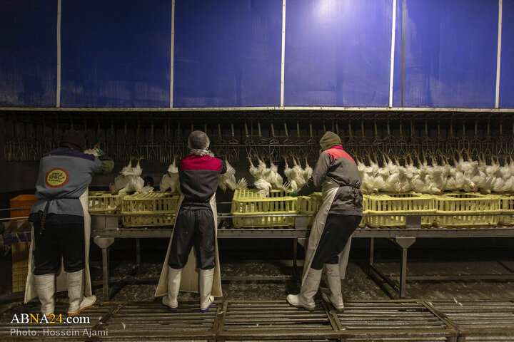 ဟလာလ်စံနှုန်း အတိုင်း သတ်ခြင်း မှ ပြည်သူ့စားပွဲအထိ / အစားအသောက်လုံခြုံရေးအတွက် ခိုင်မာသော ဆက်သွယ် ကွင်းဆက်။ ။ Photos