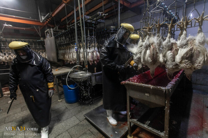 ဟလာလ်စံနှုန်း အတိုင်း သတ်ခြင်း မှ ပြည်သူ့စားပွဲအထိ / အစားအသောက်လုံခြုံရေးအတွက် ခိုင်မာသော ဆက်သွယ် ကွင်းဆက်။ ။ Photos