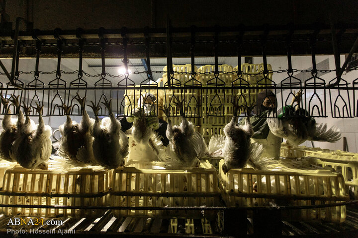 ဟလာလ်စံနှုန်း အတိုင်း သတ်ခြင်း မှ ပြည်သူ့စားပွဲအထိ / အစားအသောက်လုံခြုံရေးအတွက် ခိုင်မာသော ဆက်သွယ် ကွင်းဆက်။ ။ Photos