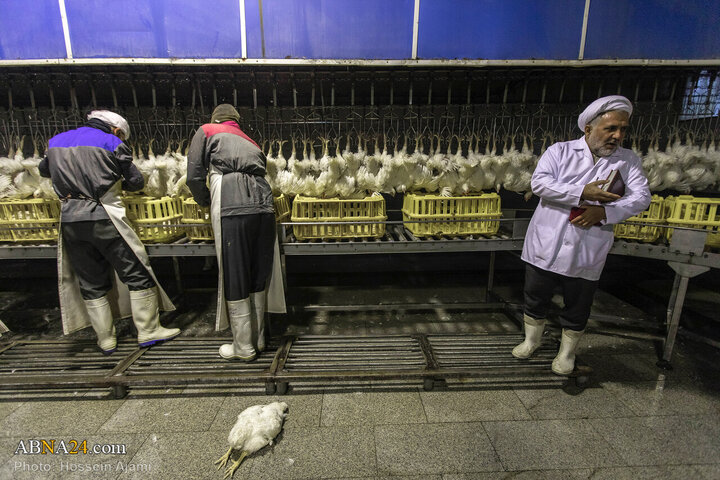 ဟလာလ်စံနှုန်း အတိုင်း သတ်ခြင်း မှ ပြည်သူ့စားပွဲအထိ / အစားအသောက်လုံခြုံရေးအတွက် ခိုင်မာသော ဆက်သွယ် ကွင်းဆက်။ ။ Photos