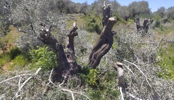 Zionist settlers cut down 21 olive trees near Ramallah