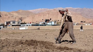 کشاورزی و دامداری ستون فقرات اقتصاد مناطق مرکزی افغانستان