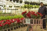 Al-Kafeel Nursery Group adds 23 tons of various types of plants (+Photos)