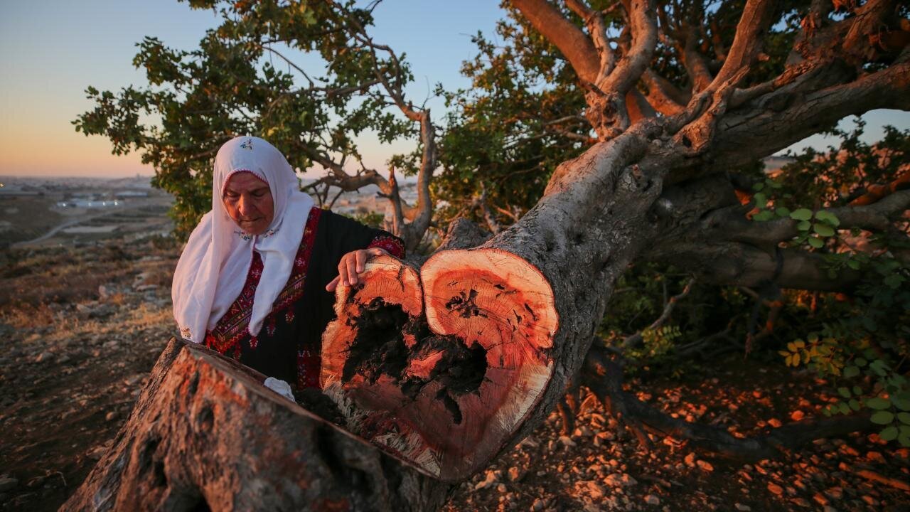 Palestinian Trees ABNA English - Photos: Uprooting of Centuries-Old Palestinian Trees by ...