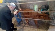 Temple groups announce birth of red heifer, Al-Quds affairs researcher warns of implications