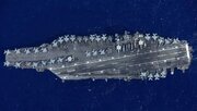 Ang Aircraft Carrier na si Abraham Lincoln ay Lumisan mula sa Dagat ng Oman