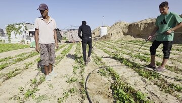 3.49 مليار دولار خسائر القطاع الزراعي في غزة من حرب الإبادة 