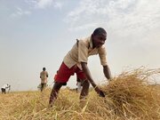 Afrika dengan 56 Persen Ketidakamanan Pangan Melampaui Asia