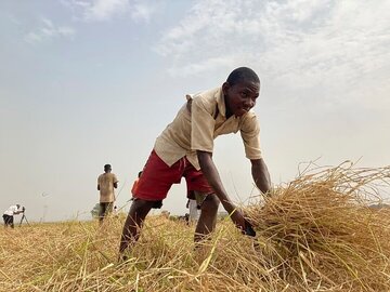 Afrika dengan 56 Persen Ketidakamanan Pangan Melampaui Asia