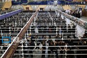 Zaidi ya wageni 434,000 wapita katika vituo vya mipakani Khuzestan kuelekea ziara ya Arbaeen