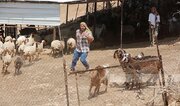 Extremist Settlers Raid Burqa Village, Attempt to Steal Livestock and Damage Property