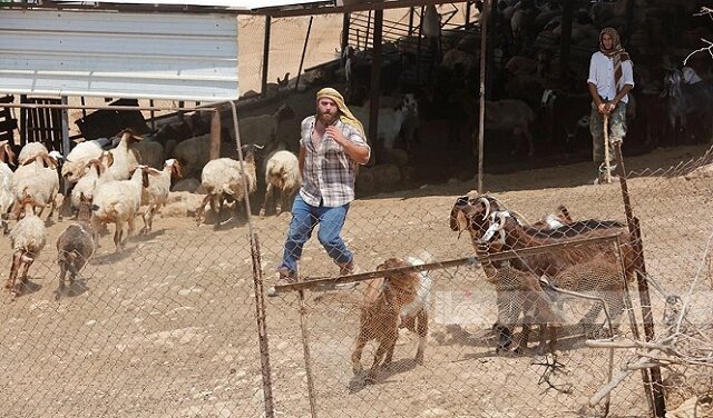 Extremist Settlers Raid Burqa Village, Attempt to Steal Livestock and Damage Property
