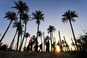 Photos: Arbaeen Marchers Move Toward Imam Hussain’s Grave, Towering in Pride Like Noble Palms