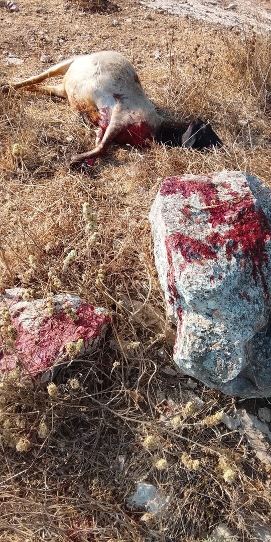 تیراندازی وحشیانه نظامیان اسرائیلی به گوسفندان در کرانه باختری + عکس