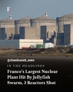 Pagsalakay ng mga dikya ang nagpahinto sa tatlong reactor ng nuclear plant ng France