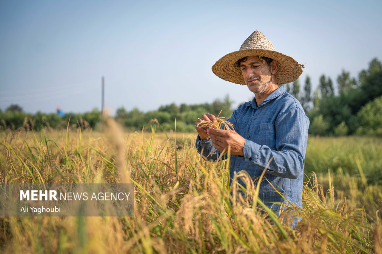 ဂီလန်ပြည်နယ်တွင် ဆန်စပါးများ ရင့်မှည့်ပြီး လယ်သမားများ ရိတ်သိမ်းစတင် ။ ။ Photos