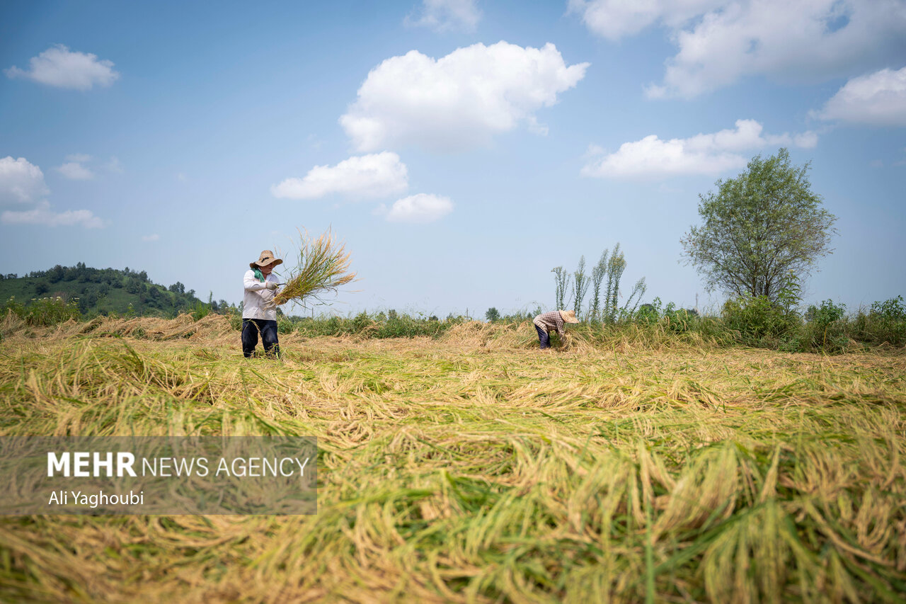 ဂီလန်ပြည်နယ်တွင် ဆန်စပါးများ ရင့်မှည့်ပြီး လယ်သမားများ ရိတ်သိမ်းစတင် ။ ။ Photos