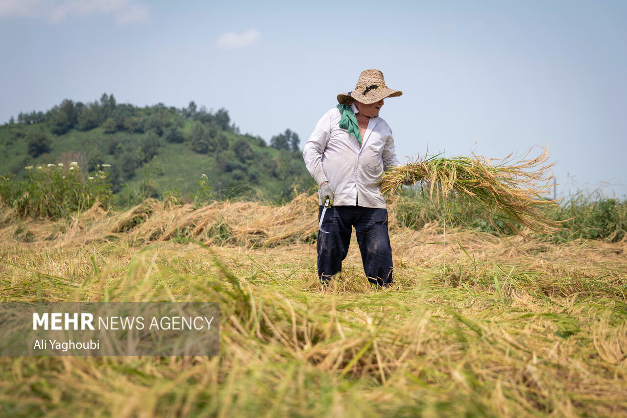 ဂီလန်ပြည်နယ်တွင် ဆန်စပါးများ ရင့်မှည့်ပြီး လယ်သမားများ ရိတ်သိမ်းစတင် ။ ။ Photos