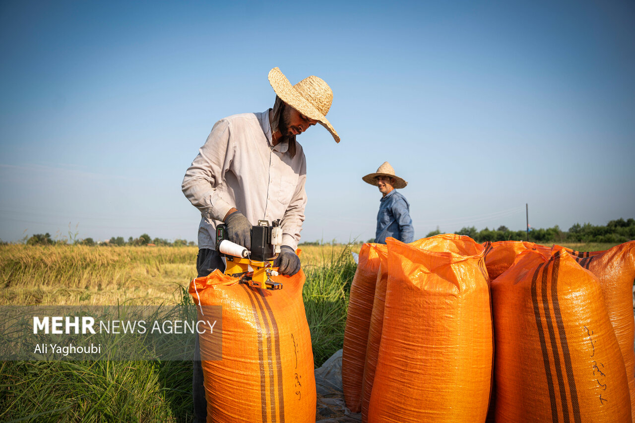 ဂီလန်ပြည်နယ်တွင် ဆန်စပါးများ ရင့်မှည့်ပြီး လယ်သမားများ ရိတ်သိမ်းစတင် ။ ။ Photos