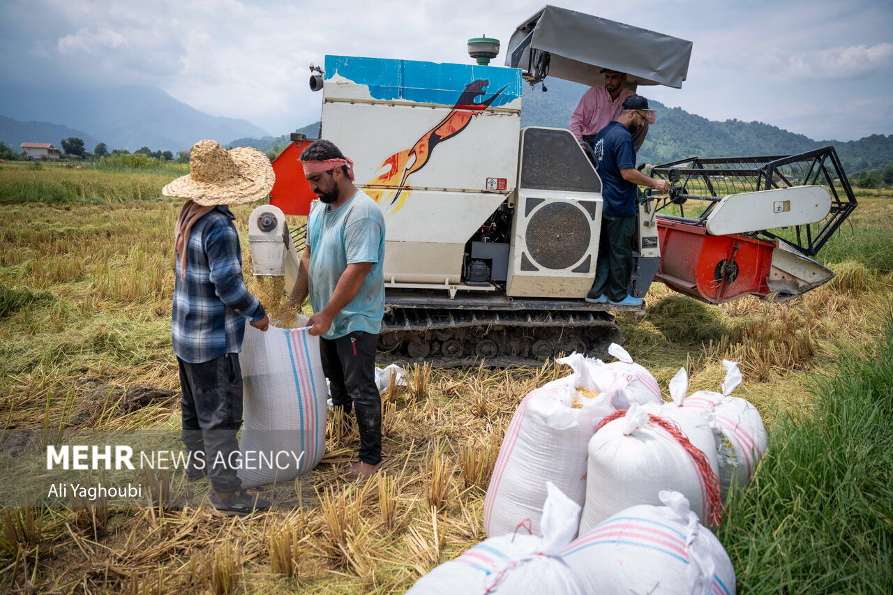 ဂီလန်ပြည်နယ်တွင် ဆန်စပါးများ ရင့်မှည့်ပြီး လယ်သမားများ ရိတ်သိမ်းစတင် ။ ။ Photos