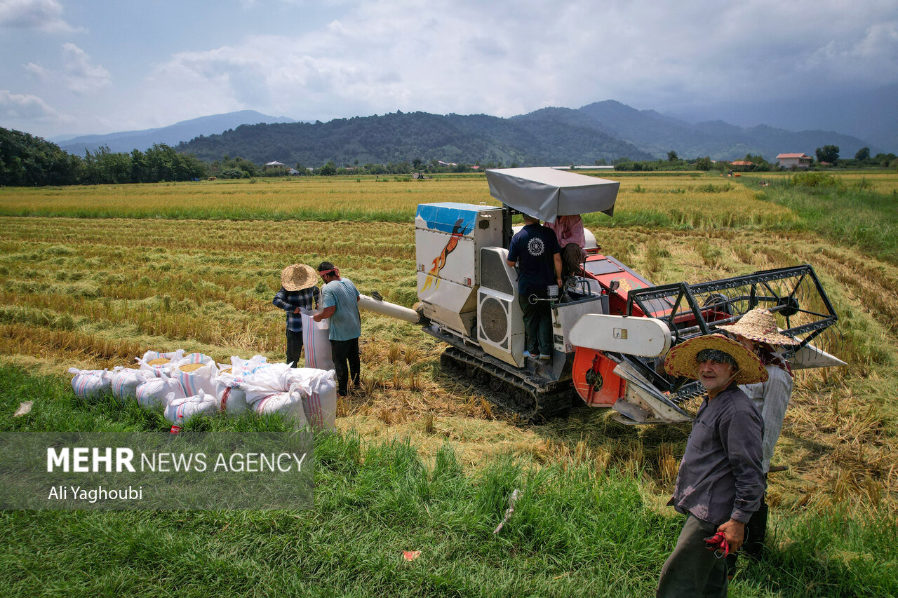 ဂီလန်ပြည်နယ်တွင် ဆန်စပါးများ ရင့်မှည့်ပြီး လယ်သမားများ ရိတ်သိမ်းစတင် ။ ။ Photos