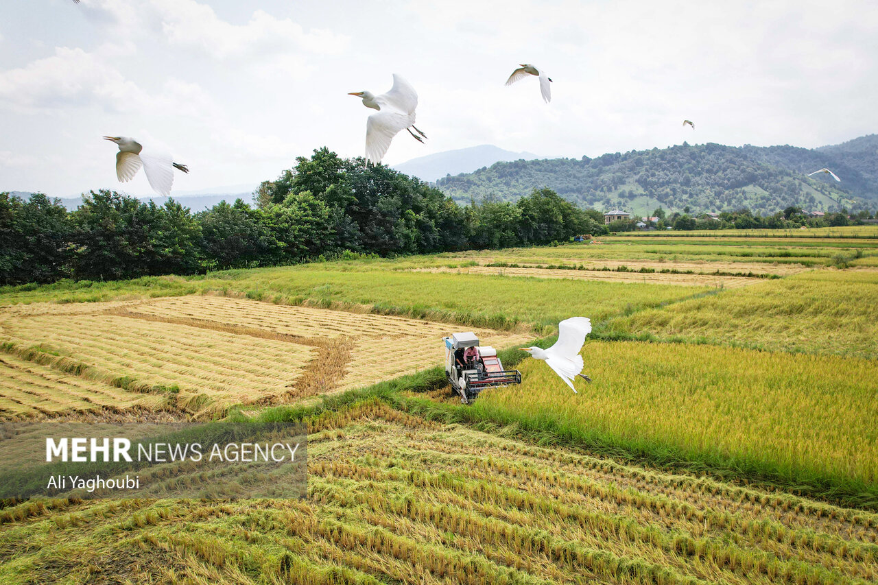 ဂီလန်ပြည်နယ်တွင် ဆန်စပါးများ ရင့်မှည့်ပြီး လယ်သမားများ ရိတ်သိမ်းစတင် ။ ။ Photos