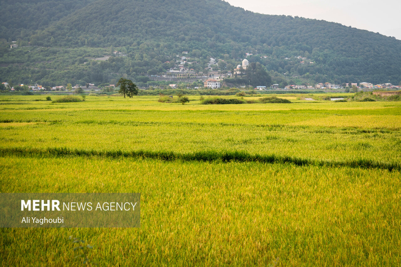 ဂီလန်ပြည်နယ်တွင် ဆန်စပါးများ ရင့်မှည့်ပြီး လယ်သမားများ ရိတ်သိမ်းစတင် ။ ။ Photos