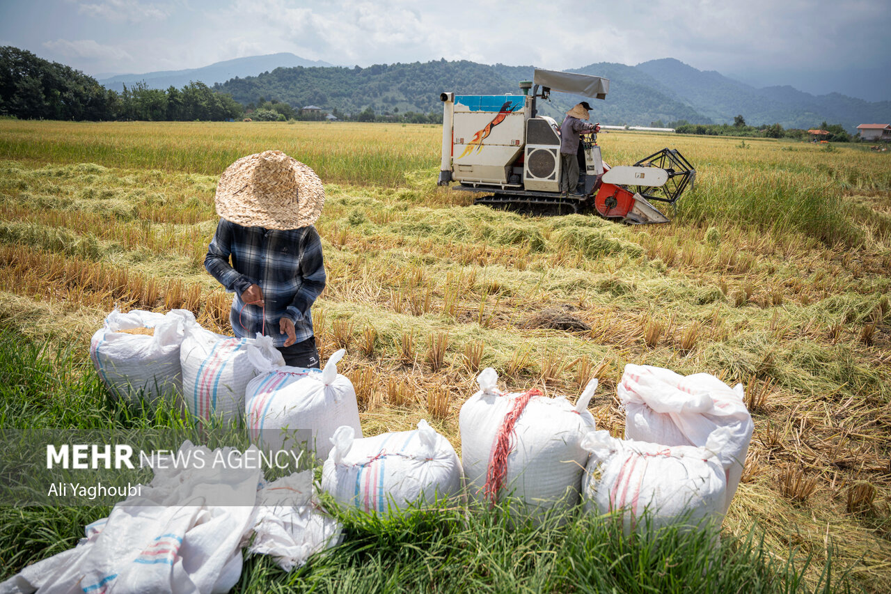 ဂီလန်ပြည်နယ်တွင် ဆန်စပါးများ ရင့်မှည့်ပြီး လယ်သမားများ ရိတ်သိမ်းစတင် ။ ။ Photos