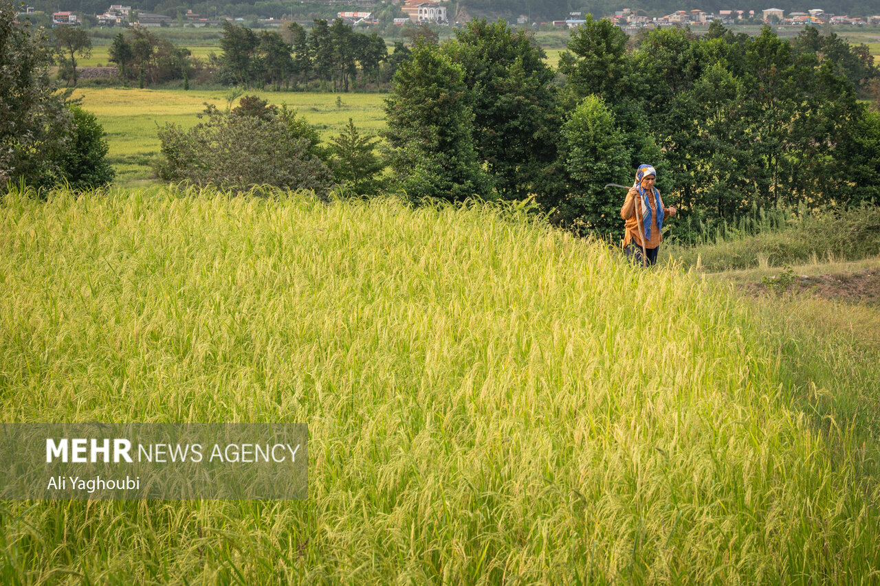 ဂီလန်ပြည်နယ်တွင် ဆန်စပါးများ ရင့်မှည့်ပြီး လယ်သမားများ ရိတ်သိမ်းစတင် ။ ။ Photos