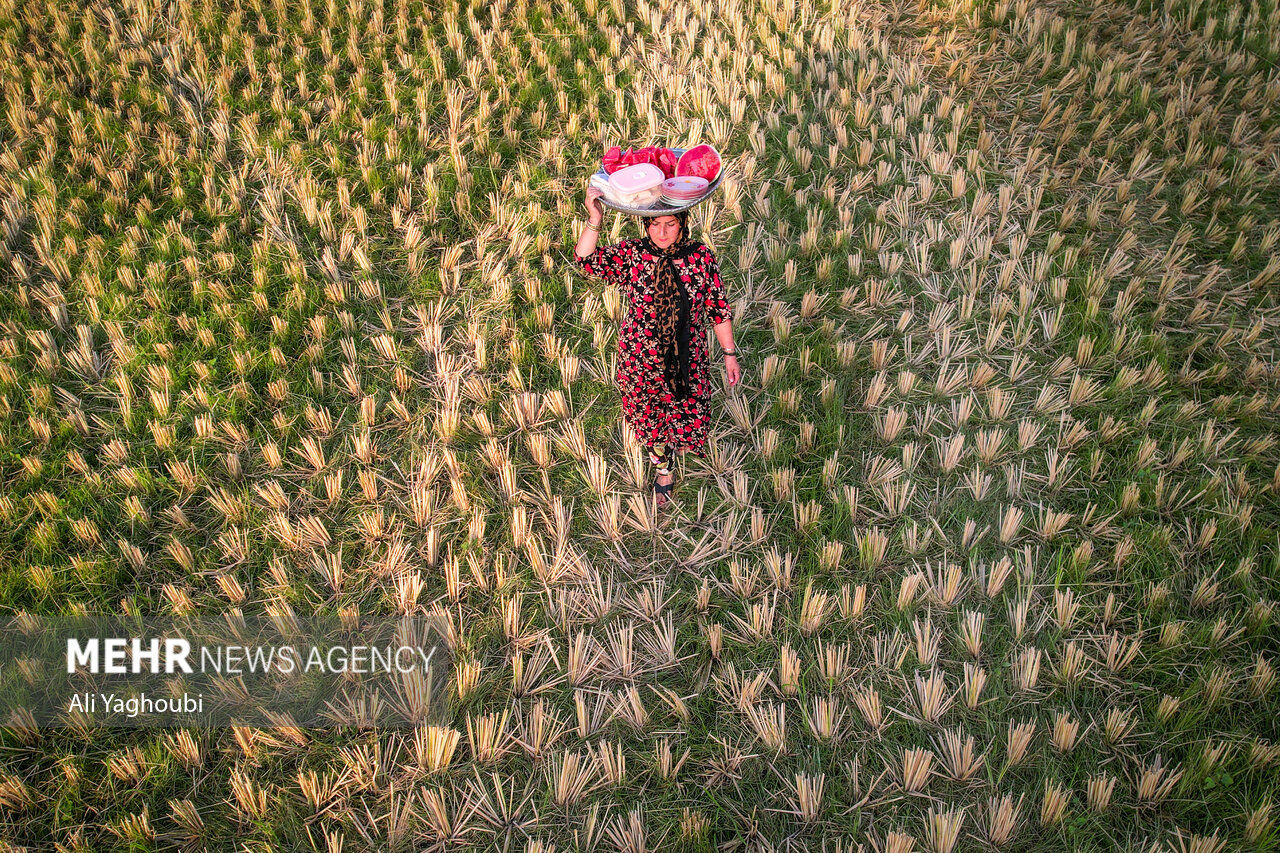 ဂီလန်ပြည်နယ်တွင် ဆန်စပါးများ ရင့်မှည့်ပြီး လယ်သမားများ ရိတ်သိမ်းစတင် ။ ။ Photos