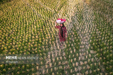 ဂီလန်ပြည်နယ်တွင် ဆန်စပါးများ ရင့်မှည့်ပြီး လယ်သမားများ ရိတ်သိမ်းစတင် ။ ။ Photos