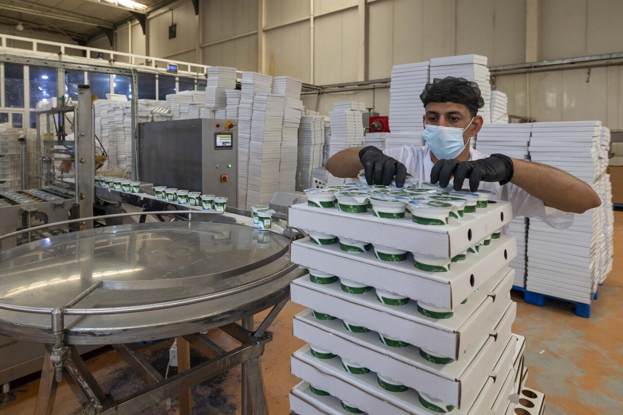Al-Kafeel Company explains the stages of milk and yogurt production