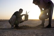 Al-Abbas Holy Shrine begins planting 600 rare palm seedlings as part of Al-Saqi agricultural project in Karbala (+Photos)