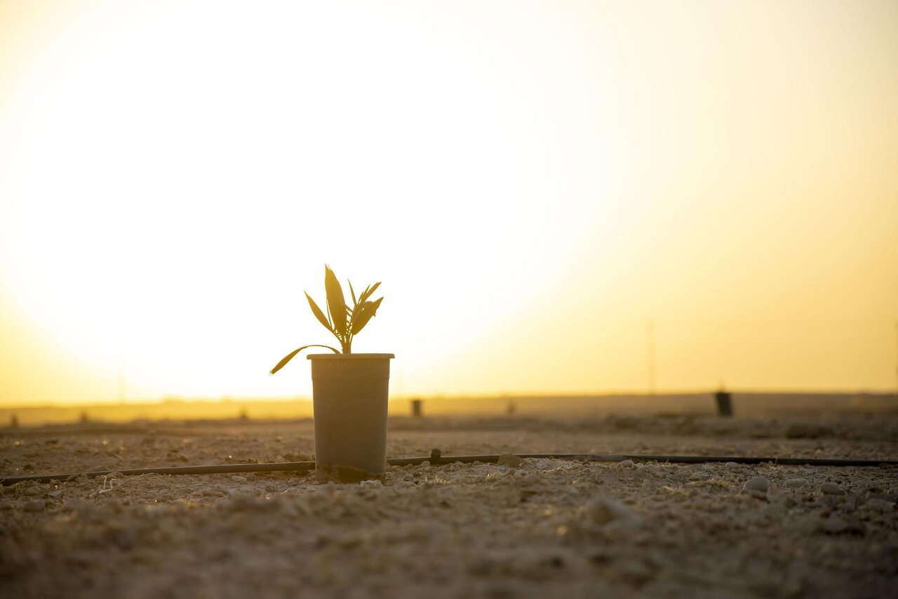 Al-Abbas's (p) Holy Shrine begins planting 600 rare palm seedlings