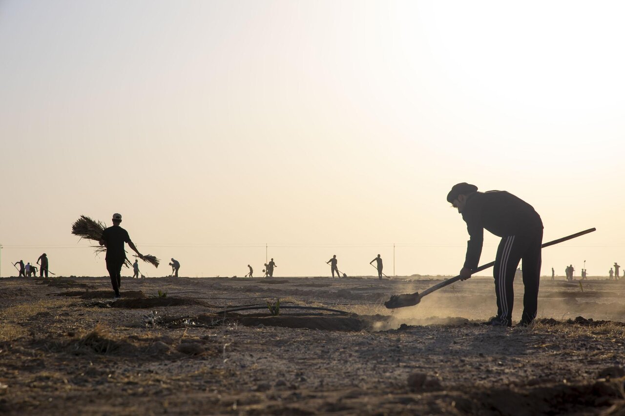 Al-Abbas's (p) Holy Shrine begins planting 600 rare palm seedlings