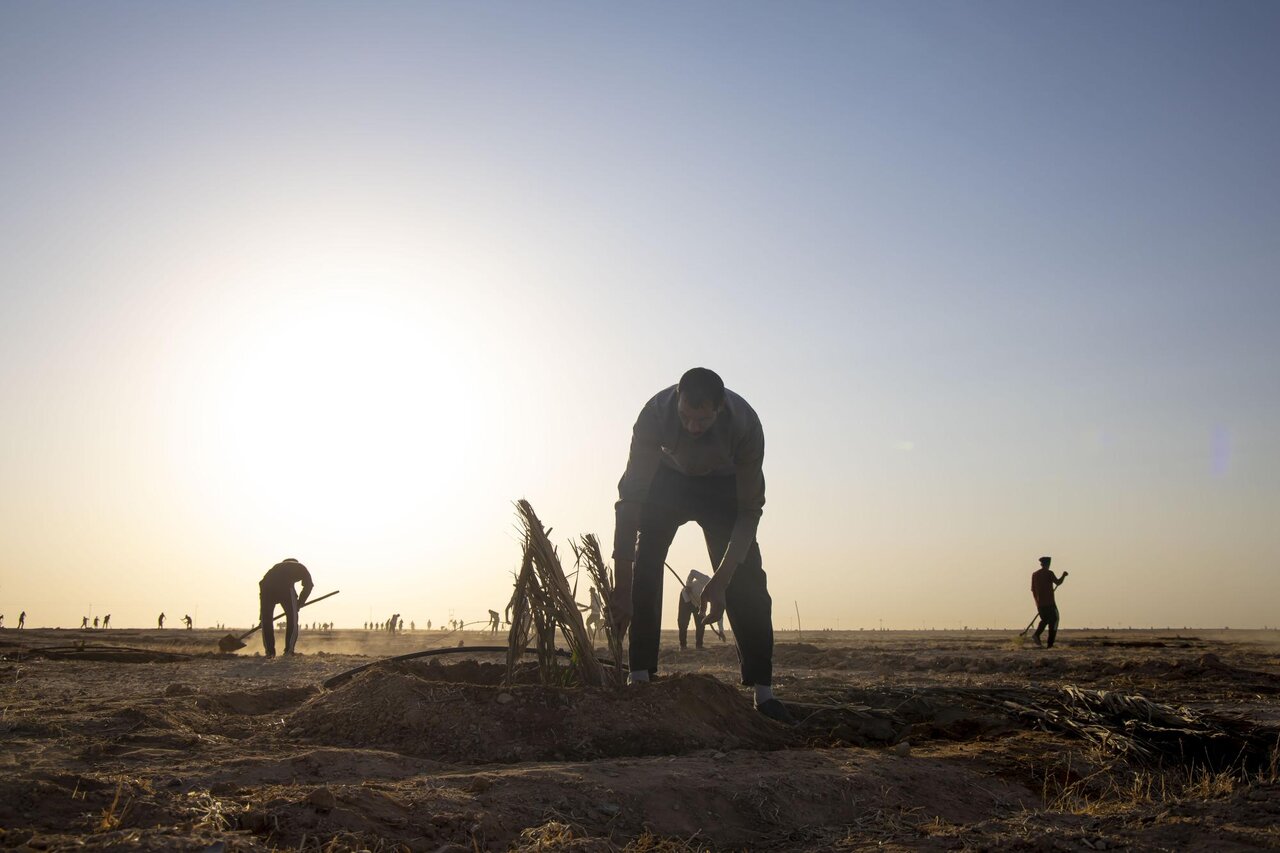 Al-Abbas's (p) Holy Shrine begins planting 600 rare palm seedlings