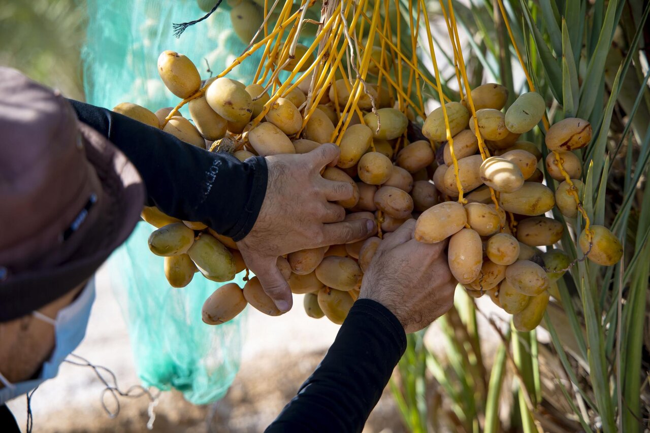 Al-Abbas's (p) Holy Shrine begins planting 600 rare palm seedlings