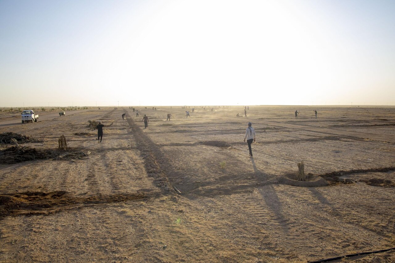 Al-Abbas's (p) Holy Shrine begins planting 600 rare palm seedlings