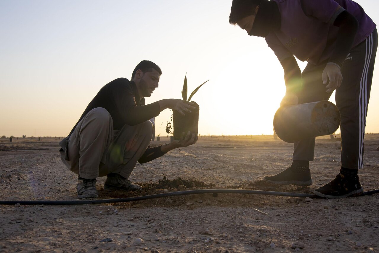 Al-Abbas Holy Shrine begins planting 600 rare palm seedlings as part of Al-Saqi agricultural project in Karbala (+Photos)