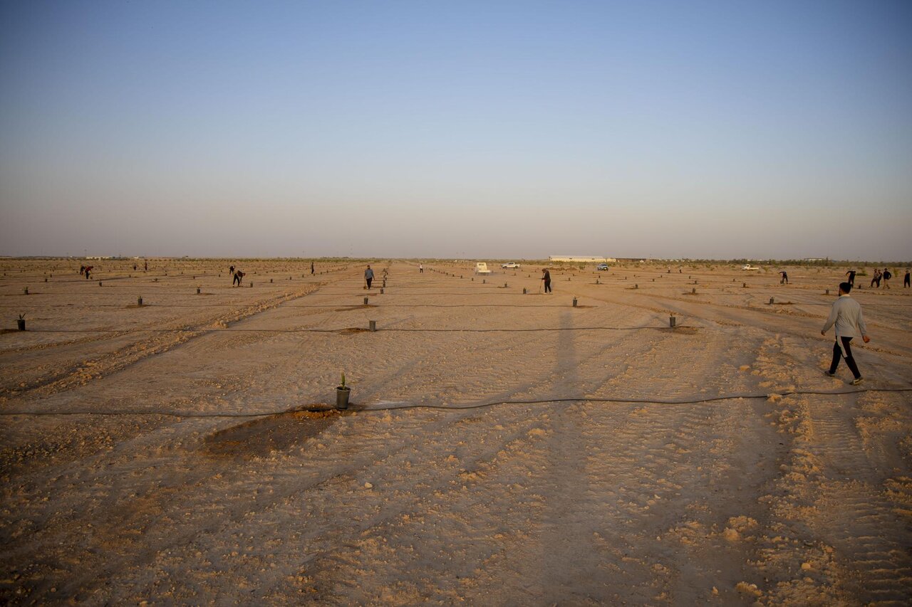 Al-Abbas's (p) Holy Shrine begins planting 600 rare palm seedlings