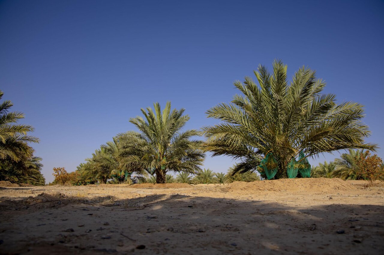 Al-Abbas's (p) Holy Shrine begins planting 600 rare palm seedlings
