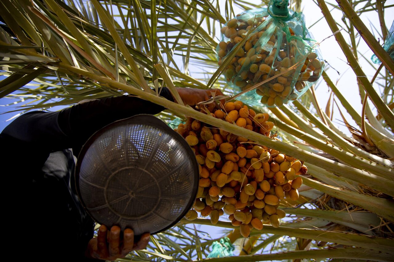 Al-Abbas's (p) Holy Shrine begins planting 600 rare palm seedlings